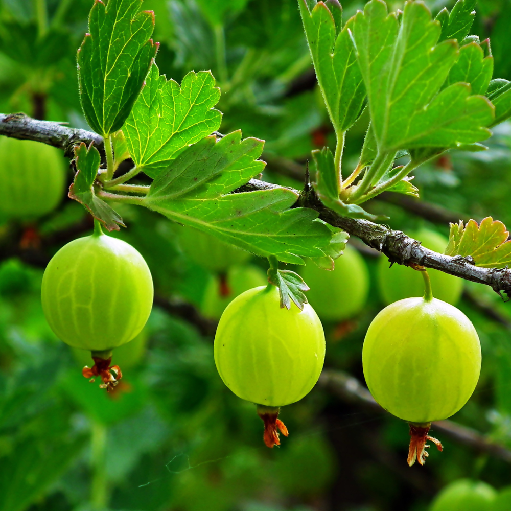 Kruisbes groen 'Hinnonmaki Groen' - Blote wortel