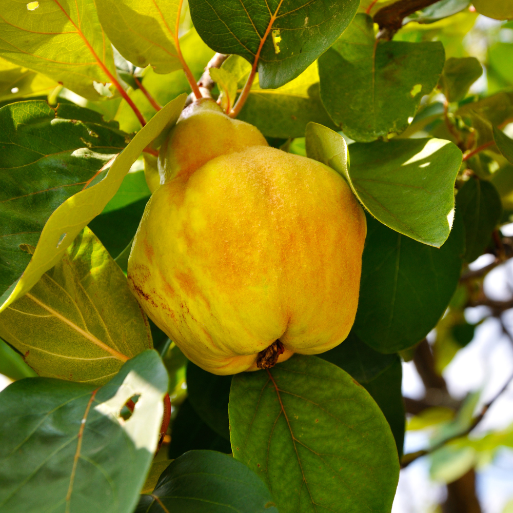 Quince 'Vranja'