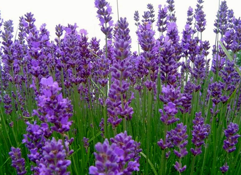 Lavendel (Lavendula angustifolia 'Hidcote') in pot 10,5 cm