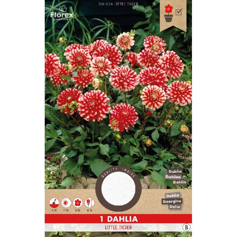 Dahlia Decoratief Park Little Tiger Rood-Wit 1st.