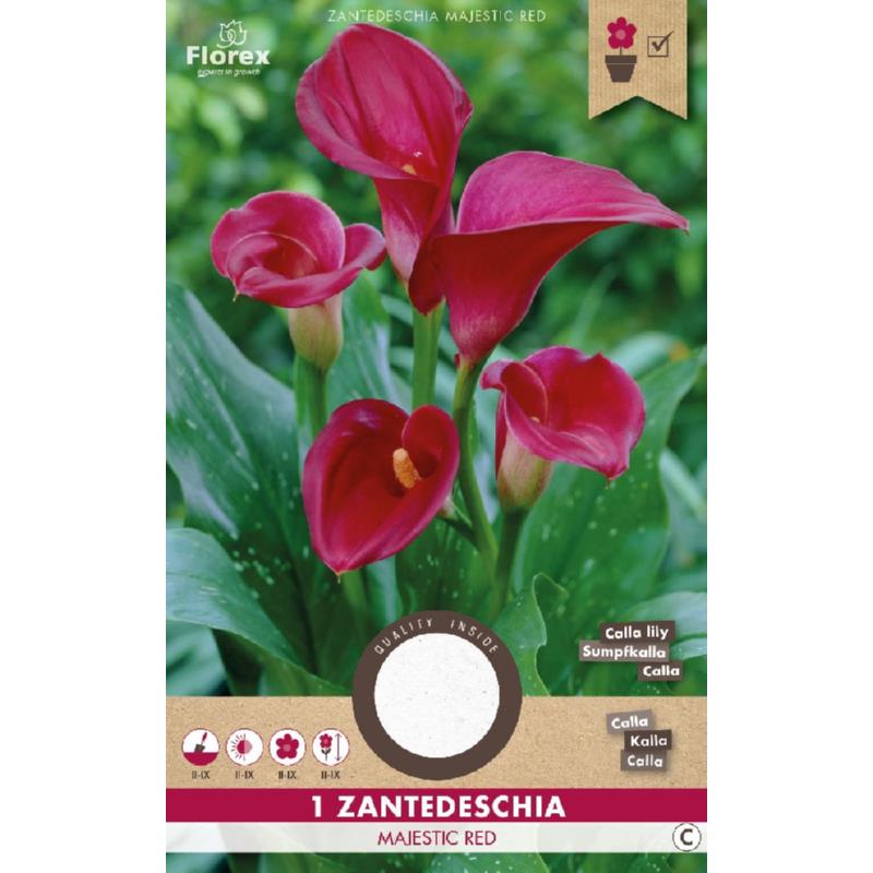 Calla Zantedeschia Majestic Red 1st.