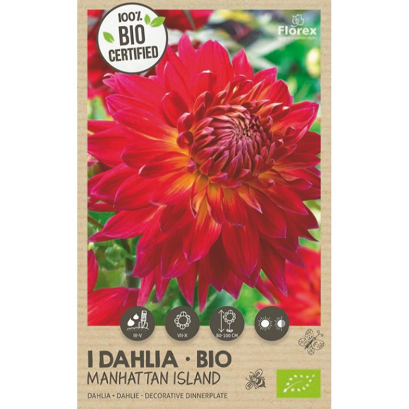 Bio Dahlia Manhattan Island XXL 1st.