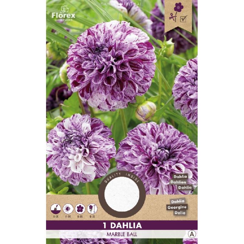 Dahlia Pompon Boule Marbre Violet 1er. 