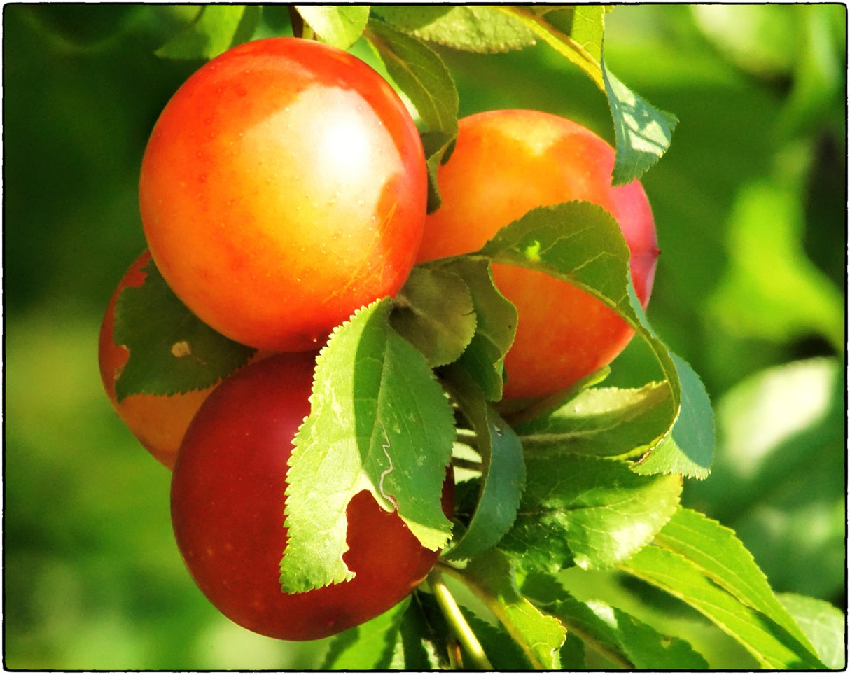 Pflaumenbaum-Mirabelle-Terrasse