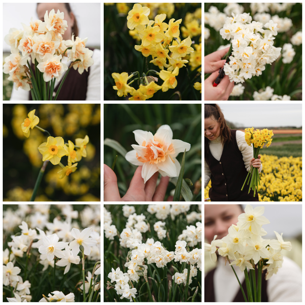 Narcissen pakket BIO