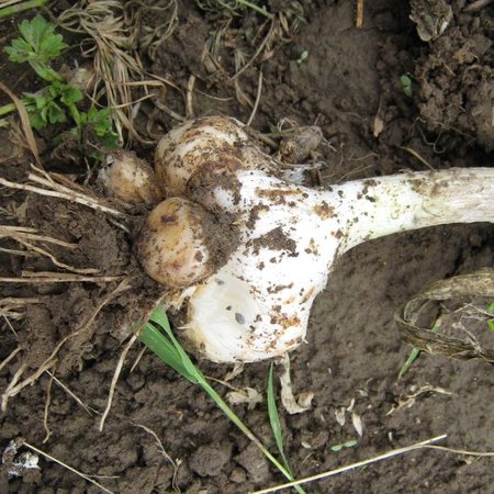 Ail des bois (Allium ampeloprasum 'Holmense') - 5 bulbes