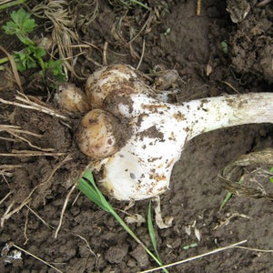 Ail des bois (Allium ampeloprasum 'Holmense') - 5 bulbes