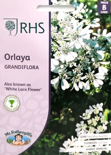 Straalscherm orlaya grandiflora -  25 Zaden