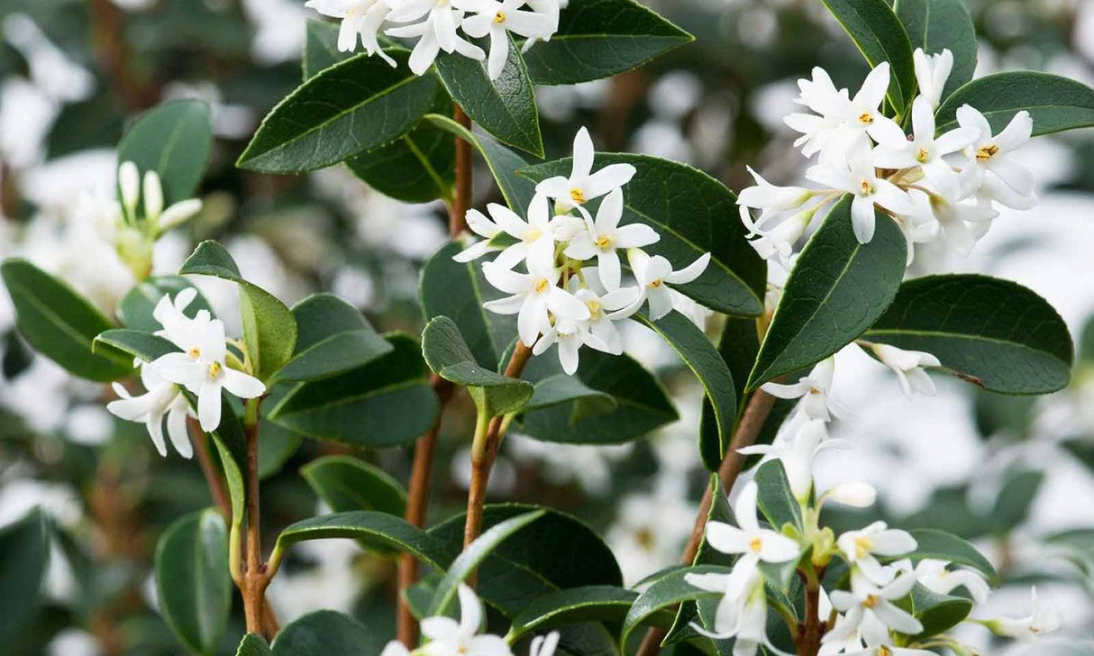 Schijnhulst (Osmanthus burkwoodii) - in 3L pot - 40/50 cm