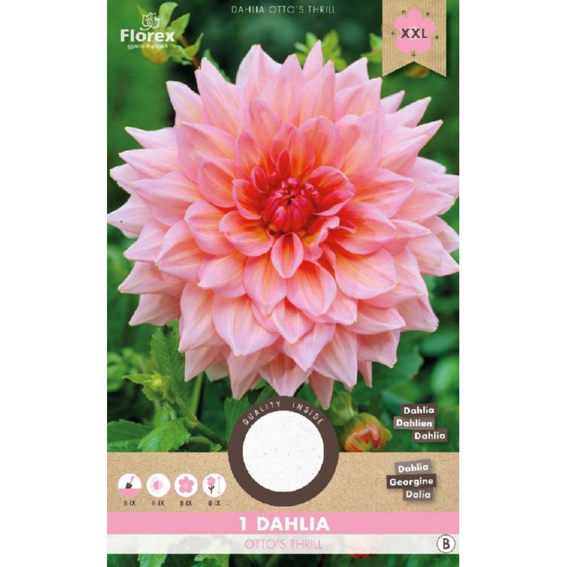 Dahlia Décoratif Otto's Thrill Rose 1er.