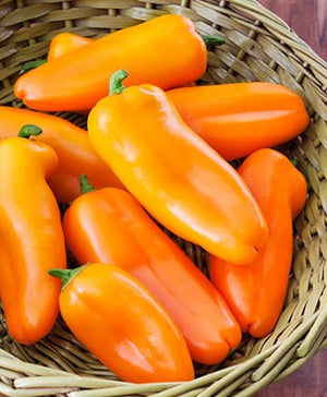 Snack paprika Snack Orange (oranje)  in pot 1 plant