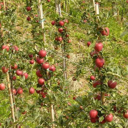 Pommier de terrasse 'Galina' de 50 cm de haut - en pot de 5 litres