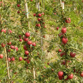 Appelboom 'Galina' Patio - Plukkers.com