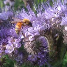 Groenbemester Phacelia tanacetifolia