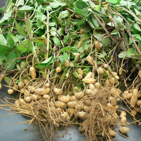 Pinda of Aardnoot (Arachis hypogaea) - 50 gram