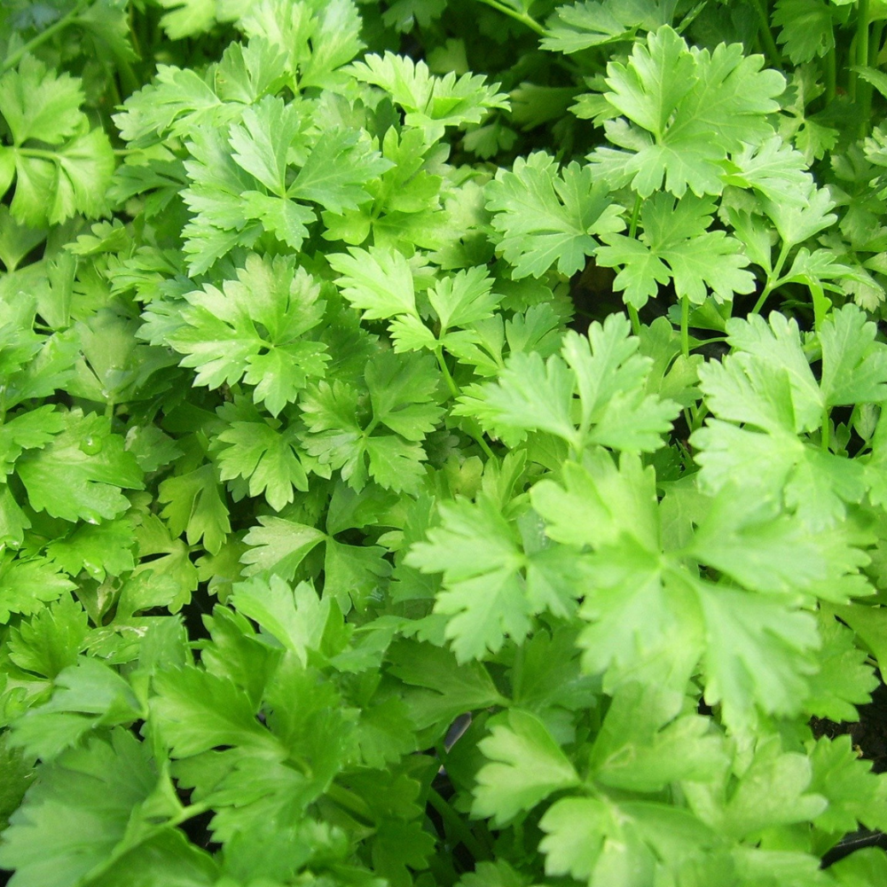 Feuille de Persil (plat) BIO en pot 13 cm 