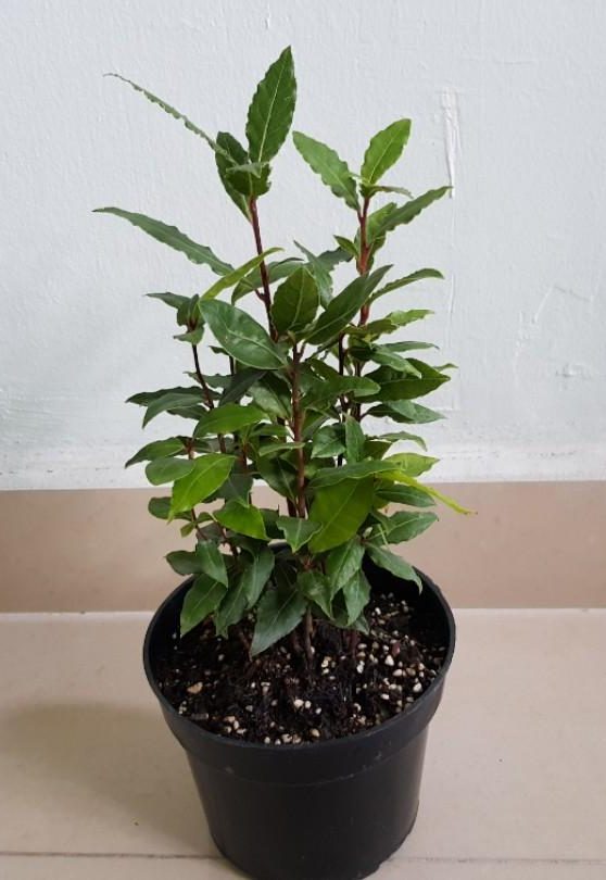 Laurier en pot d'herbes aromatiques 9 cm Laurus nobilis 