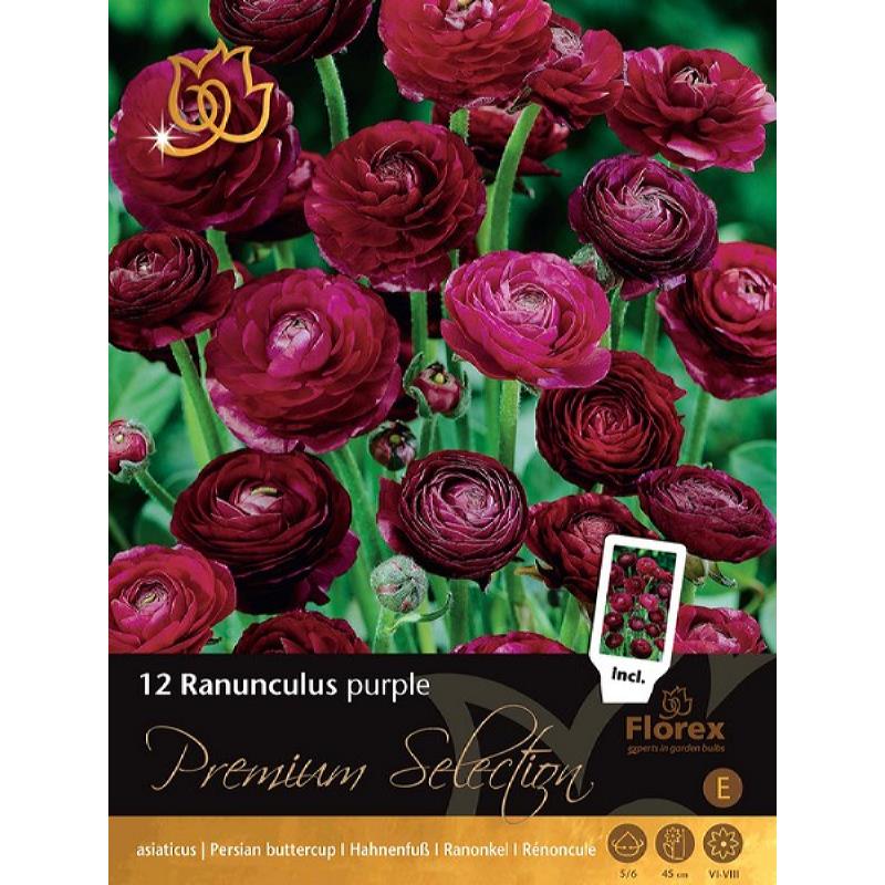 Renoncule Premium Violet 12pcs