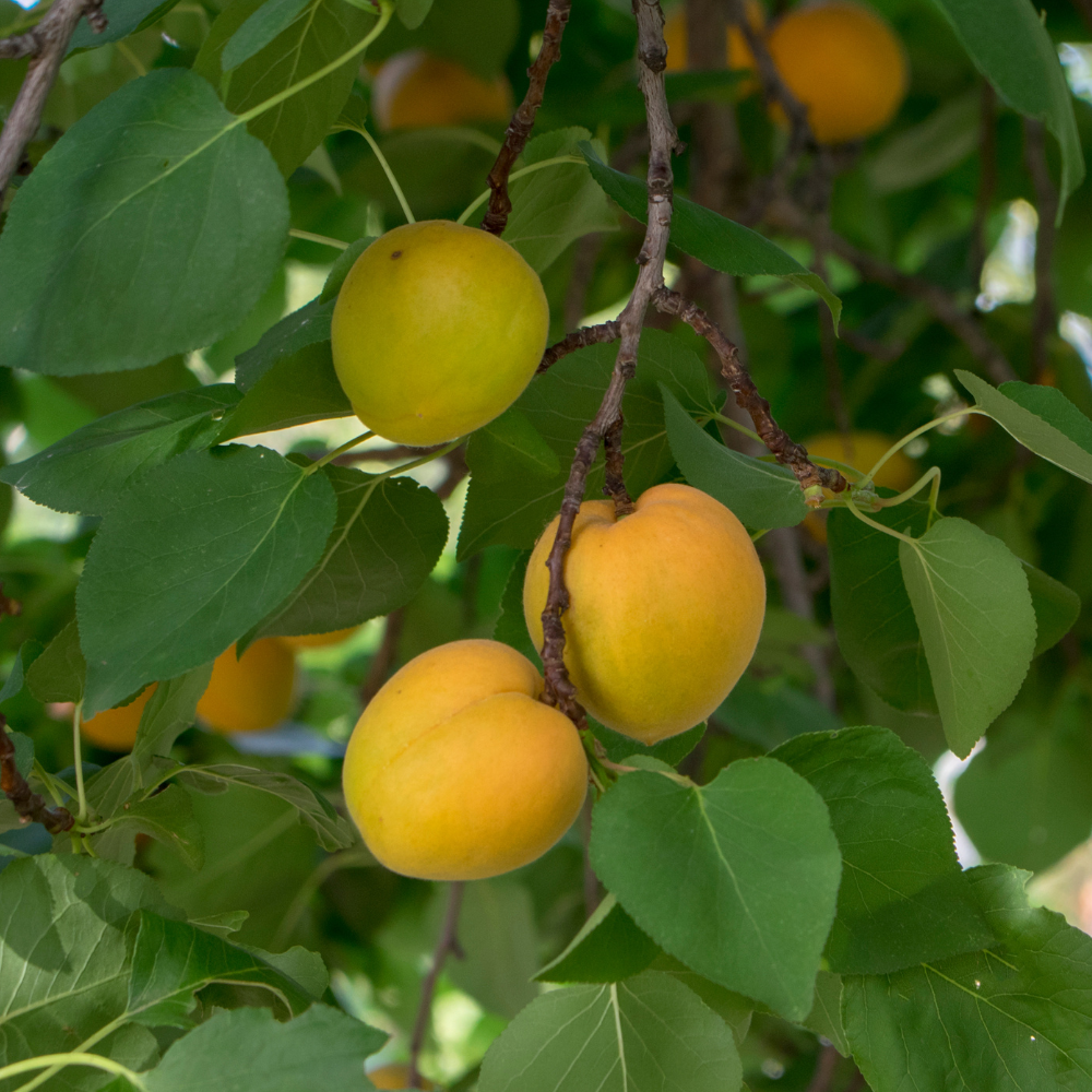 Plum tree 'Mirabelle de Nancy'