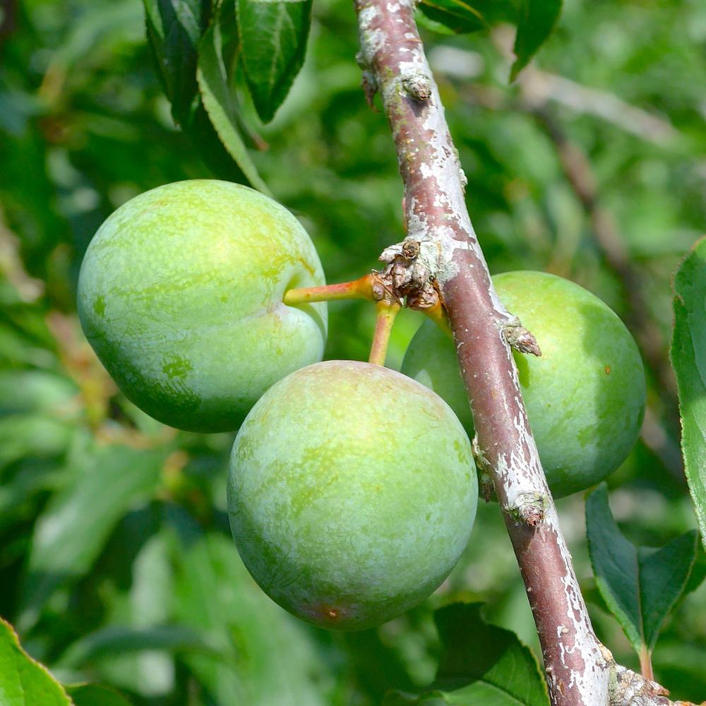 Laagstam pruimenboom 'Reine Claude Verte' BIO