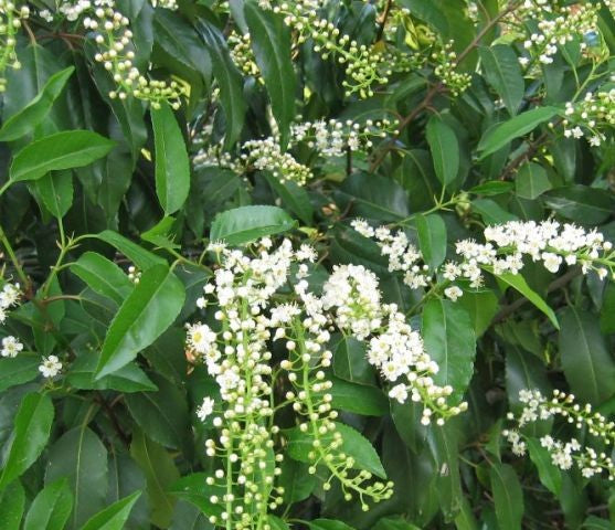 Laurier du Portugal (Prunus lusitanica 'Angustifolia') - en pot 3L - 30/40 cm