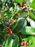 Laurier du Portugal (Prunus lusitanica 'Angustifolia') - en pot 3L - 30/40 cm