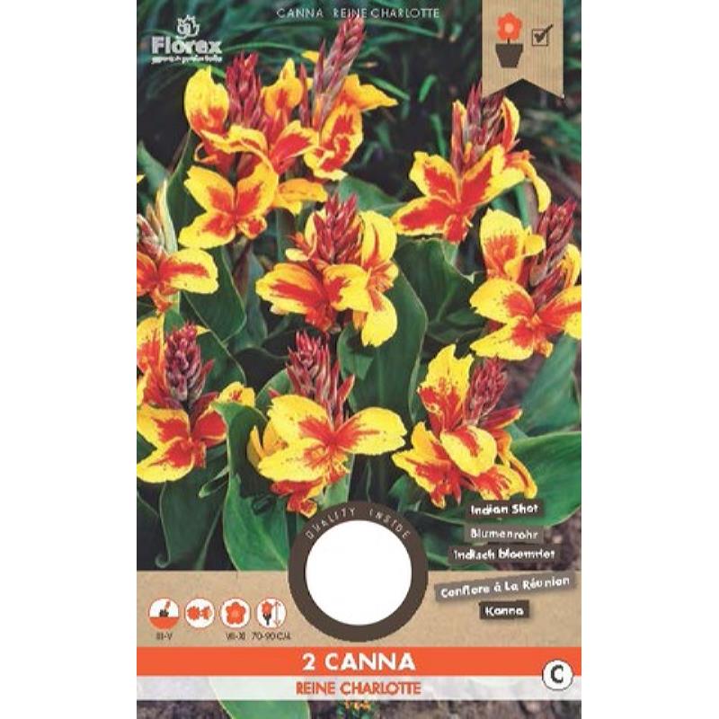 Canna Reine Charlotte 2pcs.