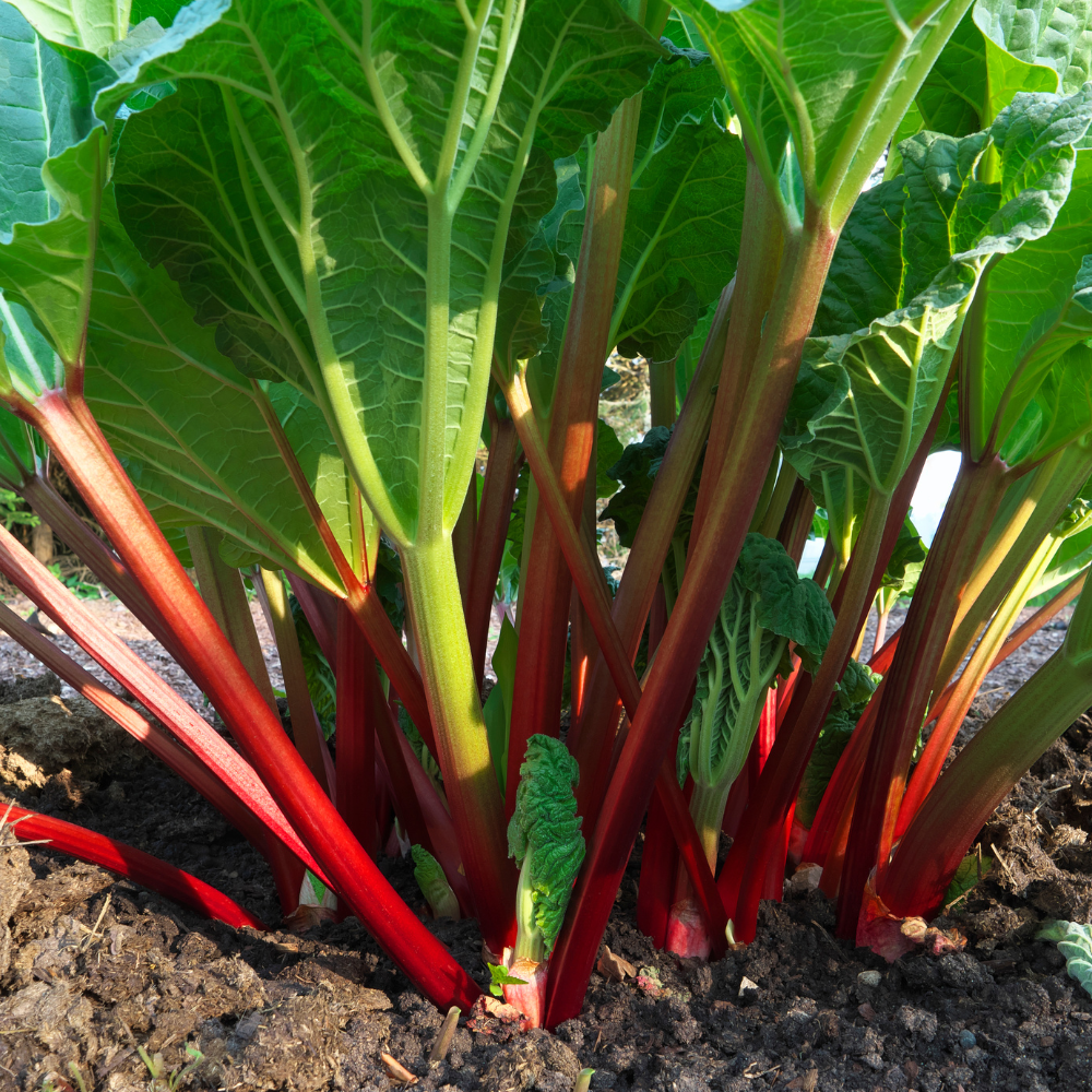 Tubercule de rhubarbe 'Raspberry Red' (variété mi-précoce)
