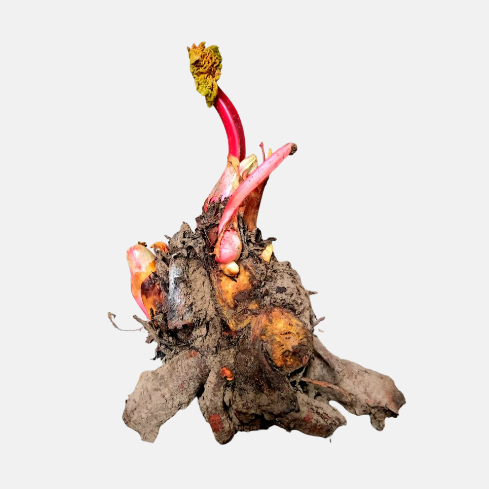 Tubercule de rhubarbe 'Raspberry Red' (variété mi-précoce)