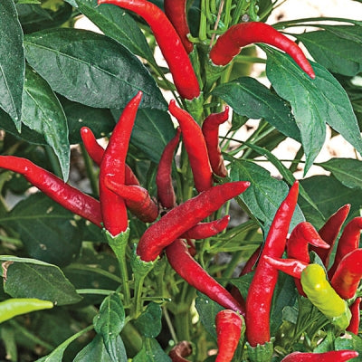 Peper pikant Red dragon 1 plant (50.000-100.000 Scoville)