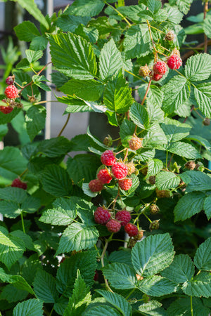 Framboise naine pour pot Rubus i. 'Ruby Beauty' en pot de 3 L