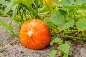 Pompoen Rode van Etampes in pot 1 plant