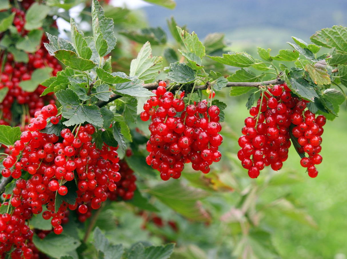 BIO Baies rouges / baies de genièvre / groseille - Ribes rubrum 'Jonkheer van Tets' en pot de 2 litres (copie) 