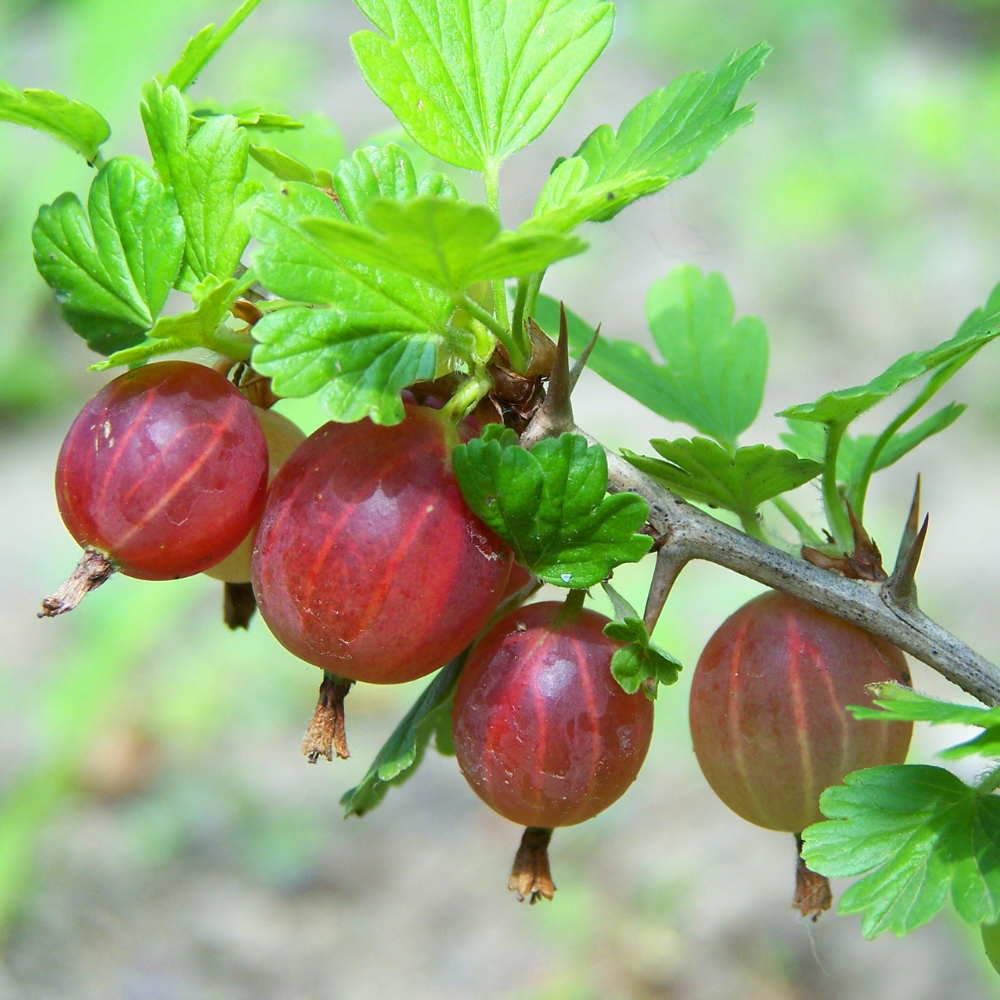 Gooseberry red 'Hinnonmaki Red' BIO