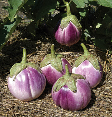 Runde Aubergine 'Beatrice F1' 1 Pflanze