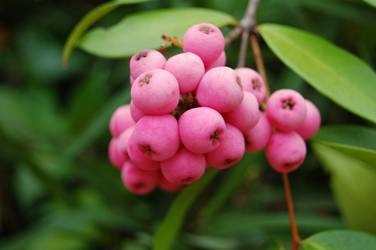 BIO Myrtille / myrtille - Vaccinium corymbosum 'Pink berry' - en pot de 2 litres 