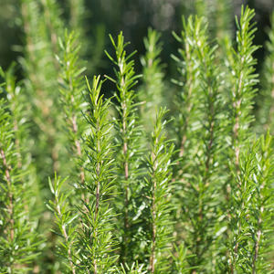 Rosemary (rosmarinus officinalis) BIO