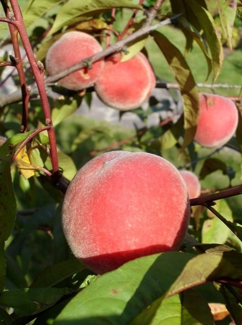 Perzikboom Roodbladig Rubira