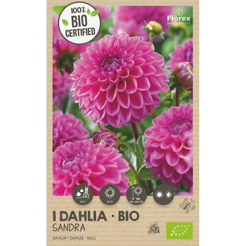 Boule de Dahlia Bio Sandra 1ère.