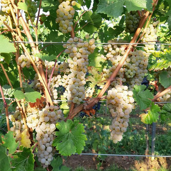 Wijnstok Sauvitage op onderstam 125 AA (Piwi - resistent)