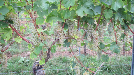 Vigne Sauvitage sur porte-greffe 125 AA (Piou - résistant)