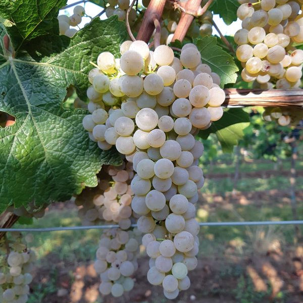 Wijnstok Sauvitage op onderstam 125 AA (Piwi - resistent)