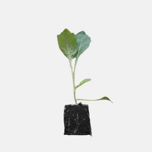 Savoy cabbage plants 5 pieces BIO