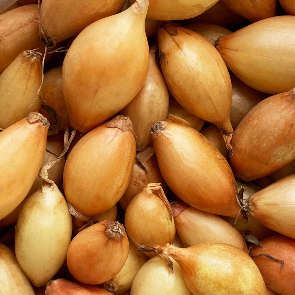 Plant onion 'Shakespeare' BIO - 250 grams