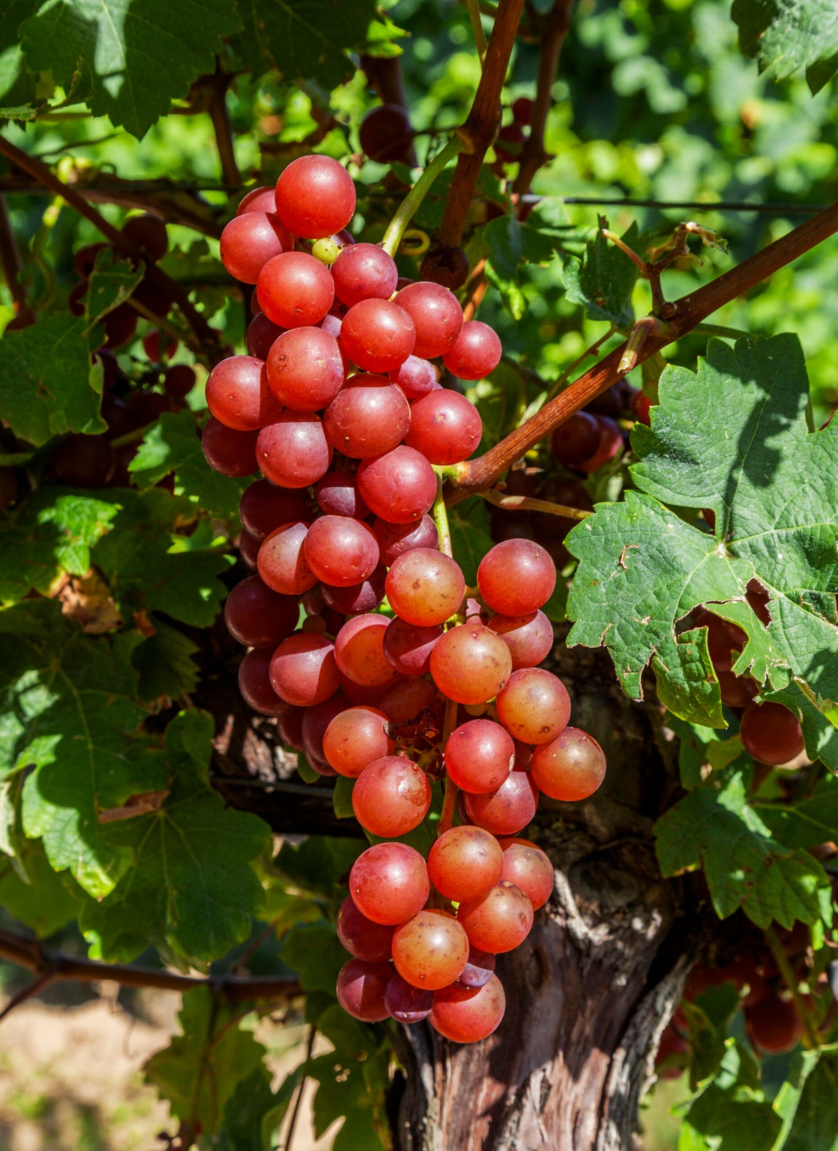 Weinrebe Siegerrebe auf Unterlage SO4 – auch essbare Traube