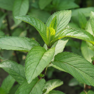 Sinaasappelmunt (mentha piperita) - 'Orange' ( BIO