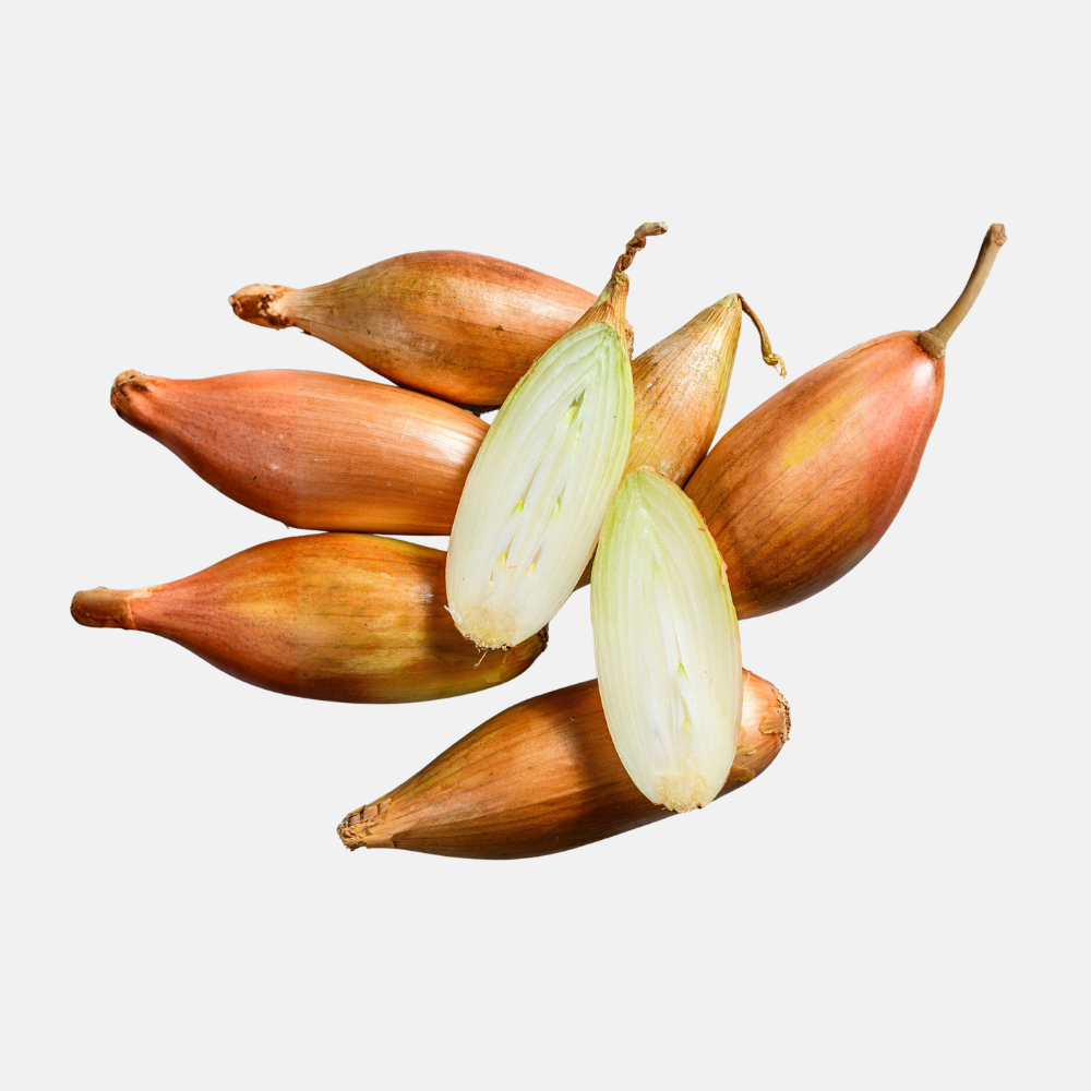 Plant shallot 'Longor' BIO 250 grams