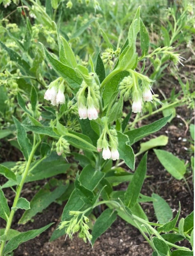 Russische Smeerwortel in 9 cm pot Symphytum x uplandicum 'Bocking 14'