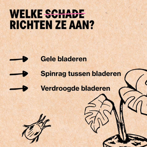 Spintmijten bestrijden met Soni-mite