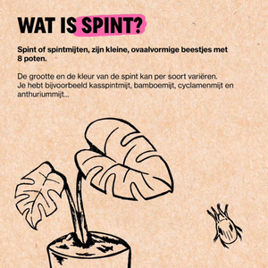 Spintmijten bestrijden met Soni-mite